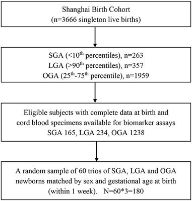 Fetuin-A in Infants Born Small- or Large-for-Gestational-Age